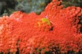 /album/koraly/ricordea-yuma-red-jpg/